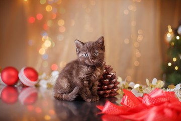 British kitten, Christmas and New Year