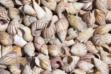 Sea shells