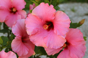 Hibiscus