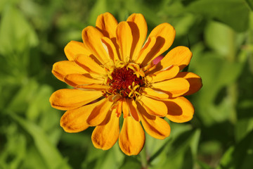 Fleur
