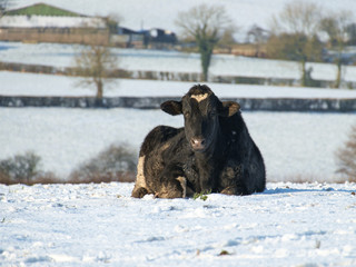 holstein cow in snow