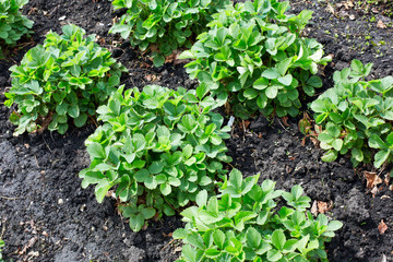 watering strawberry bushes with a hose in the summer