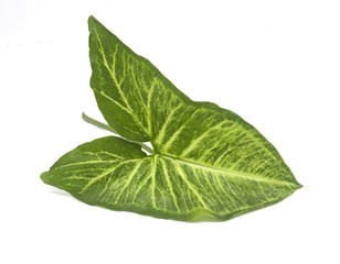 Leaves on a white background.