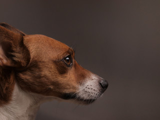 Jack russell terrier