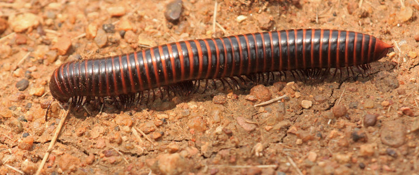Millipede