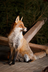Zahmer Fuchs sitzt