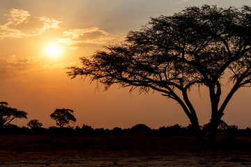 Fototapeta na wymiar African sunset with tree in front