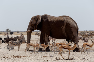 Fototapeta na wymiar Animal trafic on muddy waterhole in Etosha
