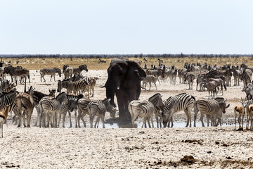 African elephant drinking together with zebras and antelope at a