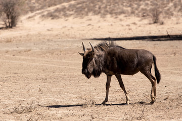 wild Wildebeest Gnu