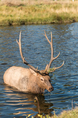Rutting Bull Elk in Stream