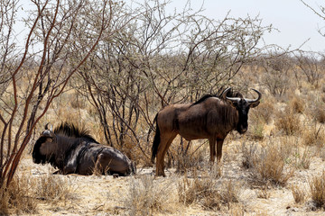 wild Wildebeest Gnu