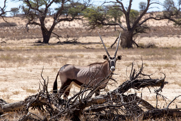 Gemsbok, Oryx gazella