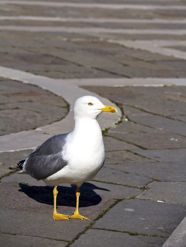 seagull on a pavement