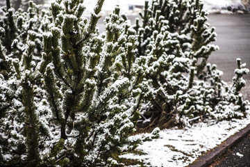abete albero di natale neve,clima natalizio
