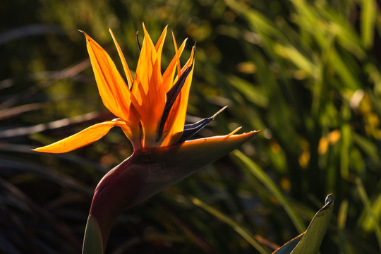 Detail Of Backlit Strelitzia Flower