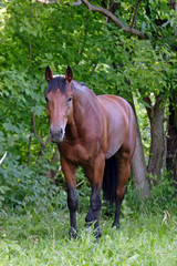 Young horse standing between some bushes