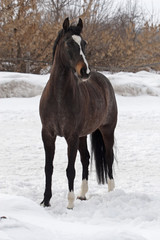 Horse walking in wintertime
