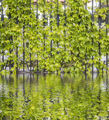 Fototapeta premium green leaves of creepers in a metallic fence reflecyed on water