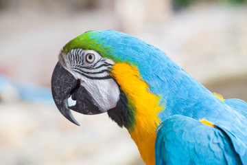 colorful macaw