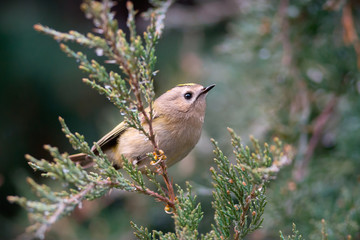 Fototapeta premium Goldcrest