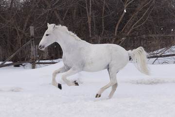 Fototapeta na wymiar White stallion galloping on a cold winter day