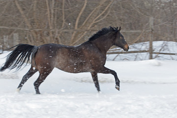 Obraz na płótnie Canvas Beautiful bay spanish stallion enjoy the snow farm
