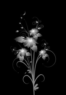 White flowers on black background.