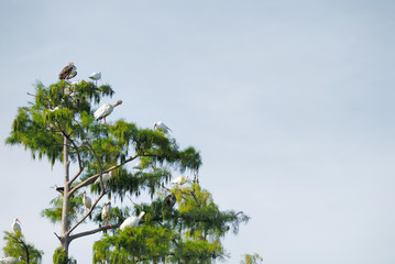 red-shouldered hawk