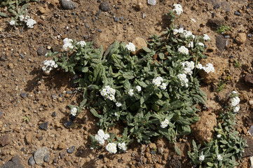 ästige Sonnenwende (Heliotropium erosum)