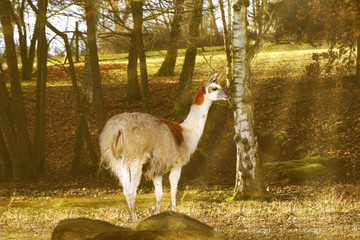 Llama