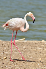 Flamingo walking near pond