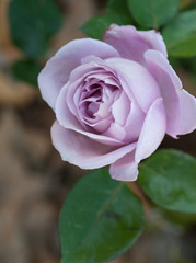 Rose violette