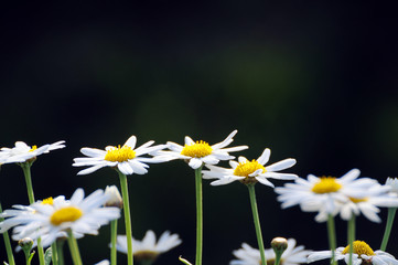 Fototapeta premium leuchtende Margeriten vorm dunklen Hintergrund