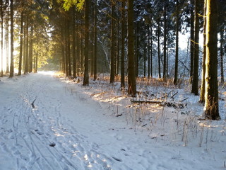 Waldweg im Winter
