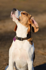 Beagle Dog portrait