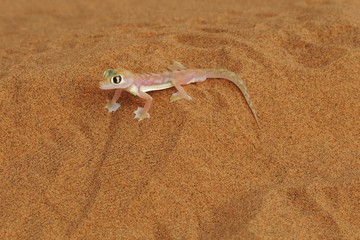 Palmatogecko (Pachydactylus rangei)