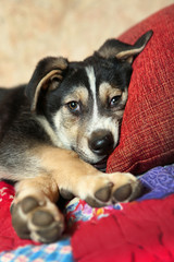 cute shepherd puppy lay on the bed