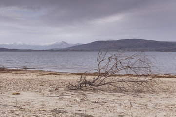 Fototapeta na wymiar Dry shrubs in a lake shore. Snowy mountains in winter