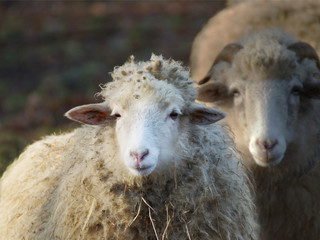 Mother and child, sheepwise