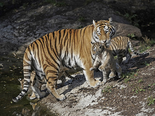 Amur Tiger (Panthera tigris altaica)