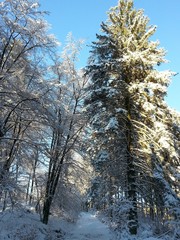 Winter bei Losheim in der Eifel