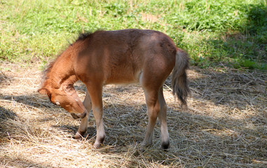Fototapeta na wymiar Baby miniature horse