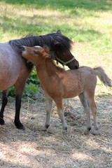 Mother horse and foal