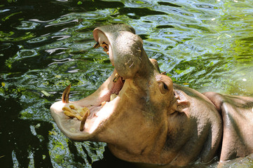 Fototapeta premium Hippopotamus open mouth receive food.