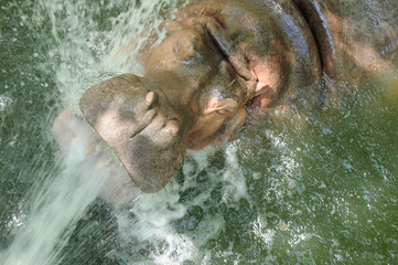 Fototapeta na wymiar Hippopotamus open mouth drinking water.