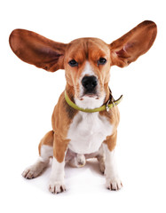Beagle dog isolated on white