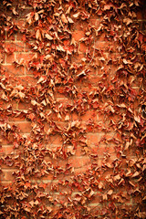 Red brick wall background and dry ivy leaves plants