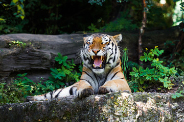 Fototapeta na wymiar Beautiful tiger.