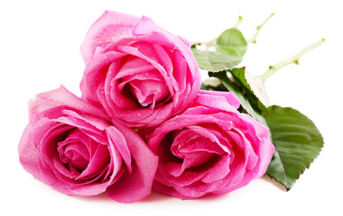 Beautiful pink roses isolated on white